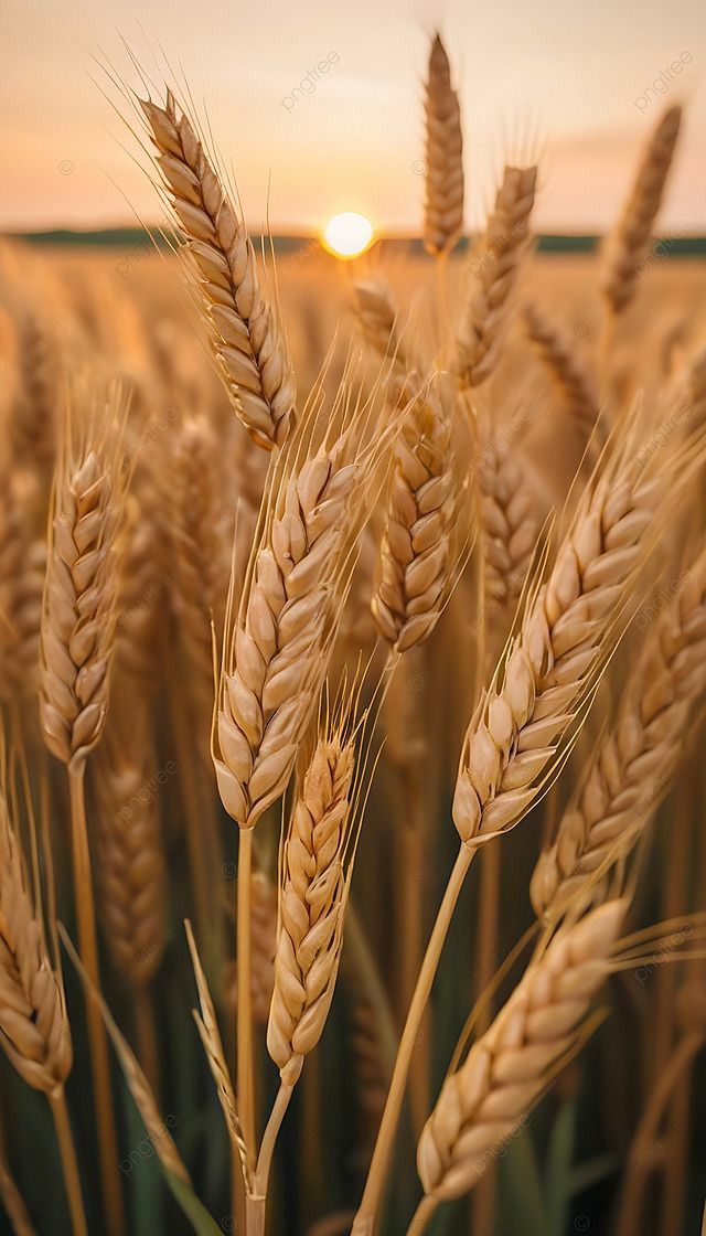 Agriculture by product